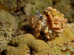Hermit crab taken at the Barge on a night dive. A site th... by James Dawson 